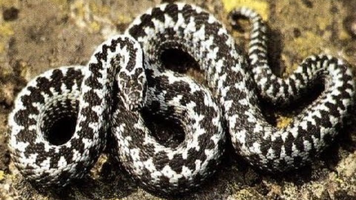 Змея с шахматным рисунком на животе