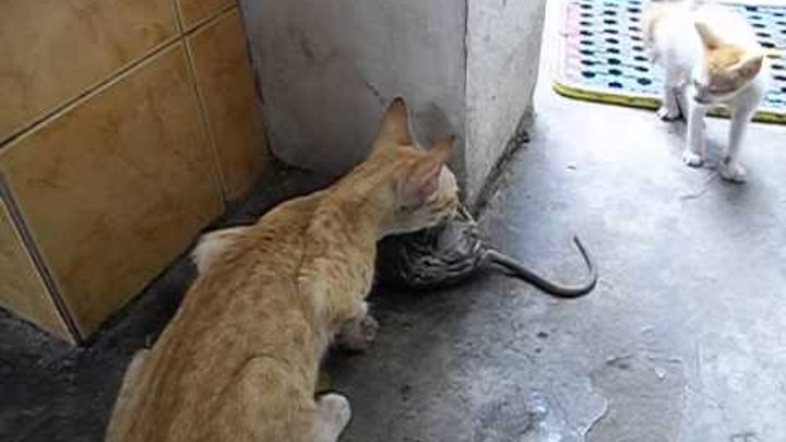 крысы убивают кота. сибирский крысолов кот. черный кот с мышью. кот ловит мышь. кот окружен.