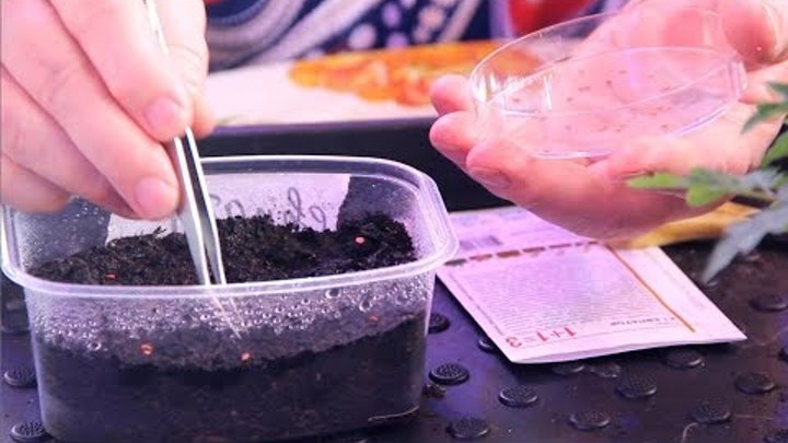 Посадка семян томатов. Посадка семян томатов видео. Посев семян баклажан на рассаду. Сажаем семена томатов на рассаду. Посадка семян томатов видео.