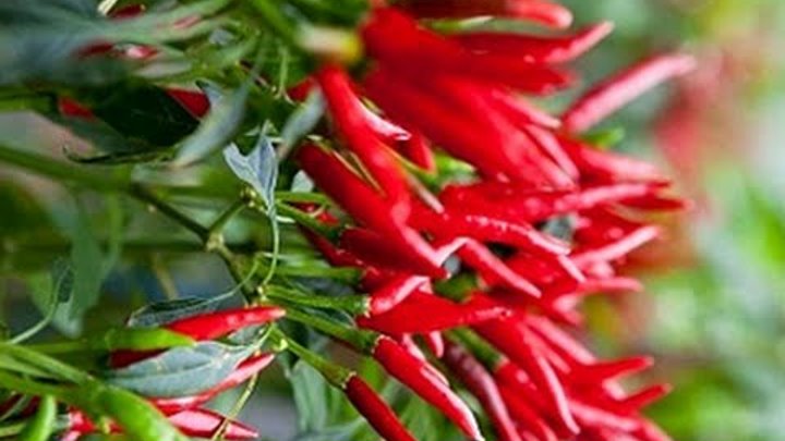 Экстракт кайенского перца. Тайский чили перец. Перец чили мини тайский. Вытяжки из перцев. Перца стручкового настойка для бороды цена.