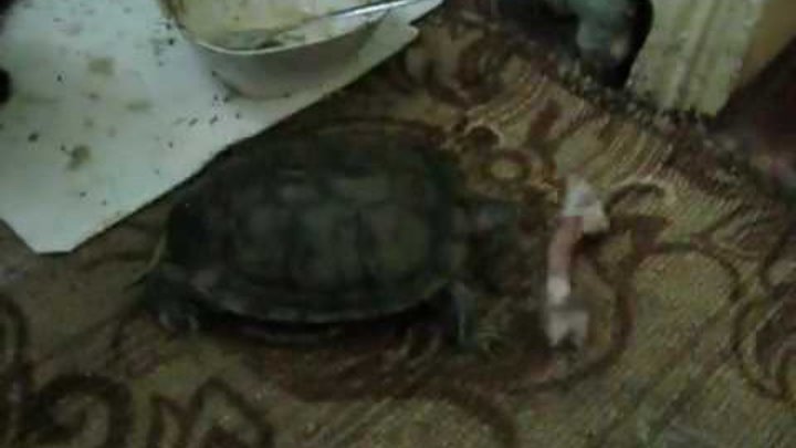 Битва черепах. Битва черепах. Яйца среднеазиатской черепахи. Красноухая черепаха без панциря. Грифовая черепаха размножение.