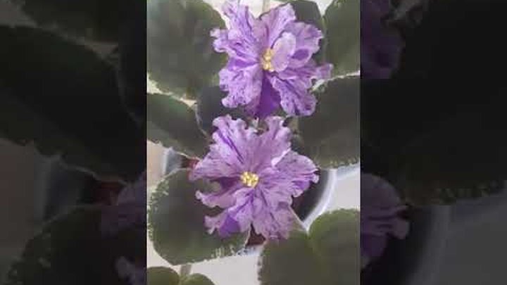 Фиалка ле оля фото и описание Одноклассники