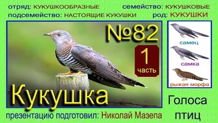 Кукушка какие звуки. Кукушка голос птицы. Кукушка звук птицы. Птица Кукушка,голос кукушки. Кукушка звук.