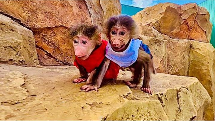 новые ролики про гамадрила степку и маняшу. новые ролики про гамадрила степку и маняшу. тайган #shorts. и маня. степашка гамадрил тайган.