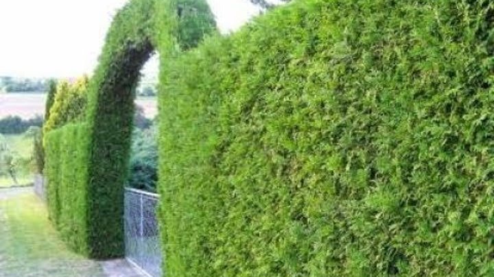 Туя колумна живая изгородь. Туя колумна изгородь. Туя западная брабант живая изгородь. Туя брабант живая изгородь. Туя западная smaragd.