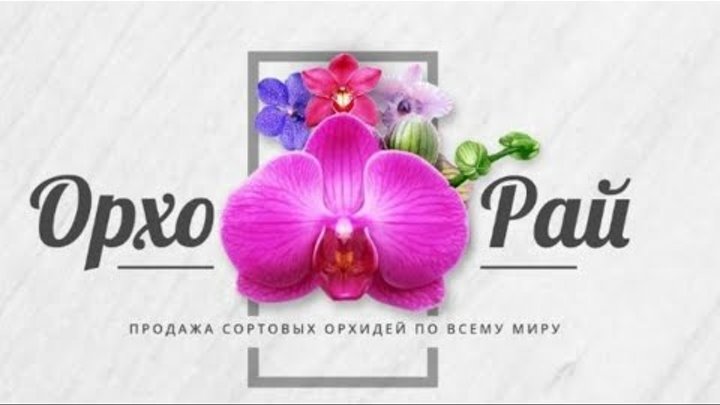 Магазин Орхидей Орхорай Интернет Орхидей По Продаже