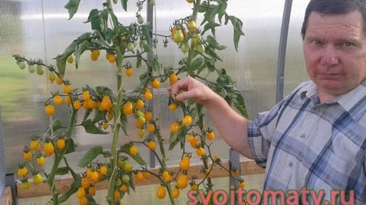 Каталог семян томатов от валерия медведева. Томат донецкий апельсин. Валерий медведев томаты. Свои семена от медведевых. Медведев селекционер семена томатов.