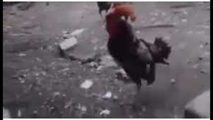 Соседский петух. Сосед петух. Сосед петух. Сосед петух. Сосед петух.