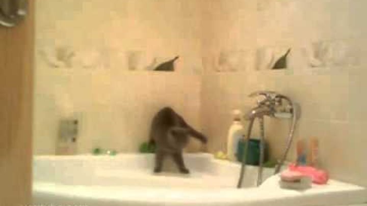 Видео коты в ванне. Кот в ванной. Кошка плавает в ванной. Прыгает в ванну. Смешной кот в ванной.