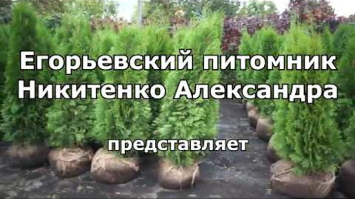 Питомник в егорьевске никитенко каталог и цены. Питомник растений в Егорьевске Никитенко.