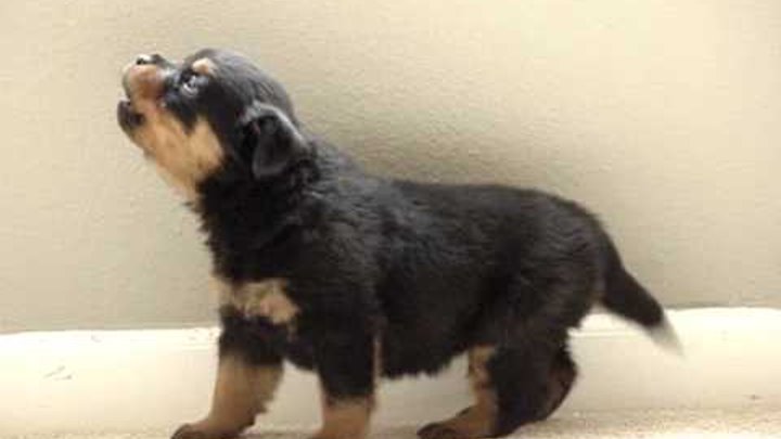 5 week old Rottweiler puppy howling, cute Rottweiler puppy
