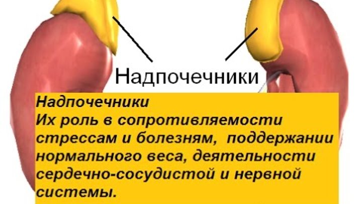 Надпочечники презентация. Внутреннее строение надпочечников. Надпочечники железа строение. Врожденная гиперплазия надпочечников. Надпочечники подросток.