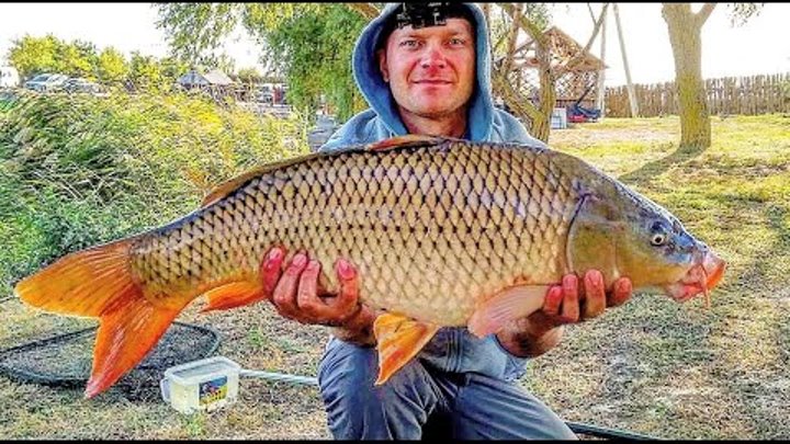 Карп 3,5 кг. Карпа 10. Рыбалка на карпа. Карпа 10. Карп 10кг порезанный.