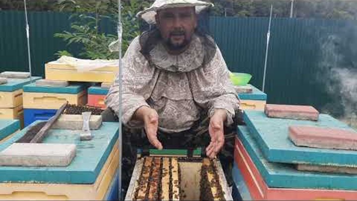 Пчеловод марченко. Пчеловод марченко. Пасека братьев марченко. Метод миленина в пчеловодстве. Пчеловодство братья марченко.