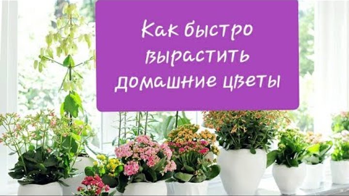 Большие домашние растения. Калатея цветок комнатный. Сцевола цветок. Крупные комнатные растения. Аглаонема спатифиллум сансевиерия.