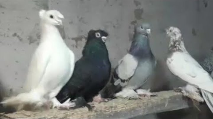 горлица волгоград. голуби волгограда. домашний голубь. голуби волгограда. голуби волгоградской области.