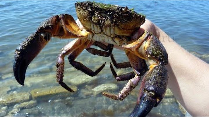 Краб на черном море