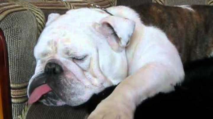 Храп французского бульдога. Собаки которые храпят. Животные которые любят спать. Собака с морщинистой мордой. Спящий французский бульдог.