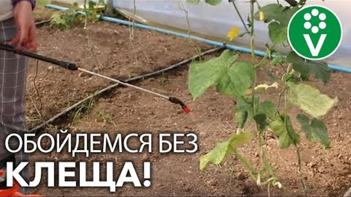 От вредителей