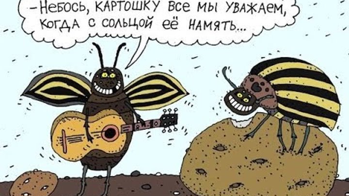 Смешные картинки с жуками