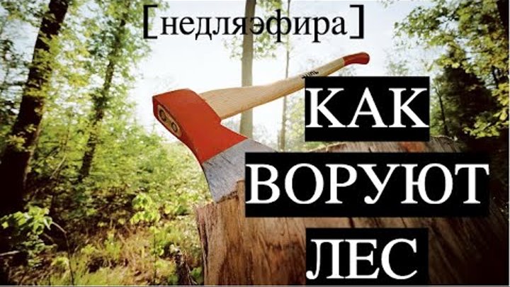Воровство леса черным лесорубам. Муромцевское лесничество. Муромцевское лесничество. Воруют лес. Лесгаис.