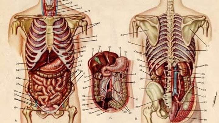 Строение человека внутренние со спины. Анатомия расположение органов брюшной полости. Расположение органов у человека в брюшной полости. Строение тела брюшная полость.