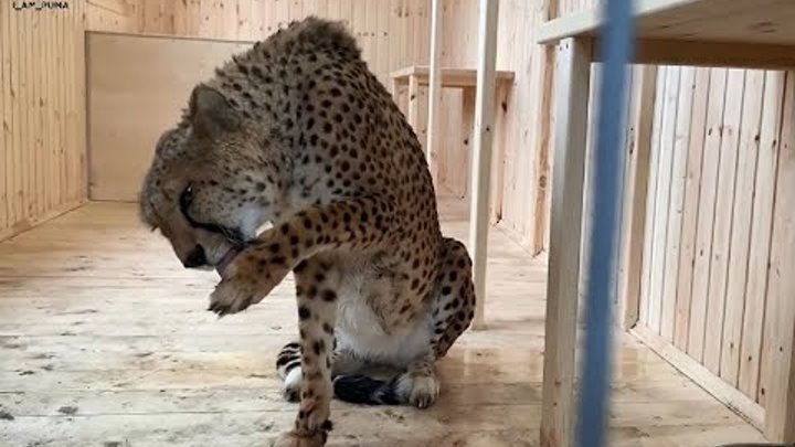 Дарья Костюк гепард Ичель