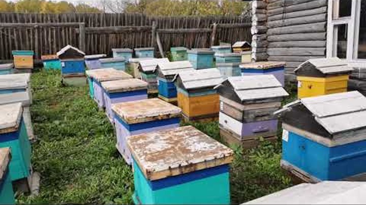 Пасека медовый рай. Пасека старчевских. Алтай пчелы. Магазин пчеловод в канске на бородинской. Зпеон пасекоя.