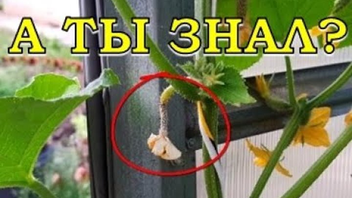 Завязи огурчиков. Завязь огурца засохла. Завязи огурцов в теплице. Огуречные завязи. Завязь для огурцов.