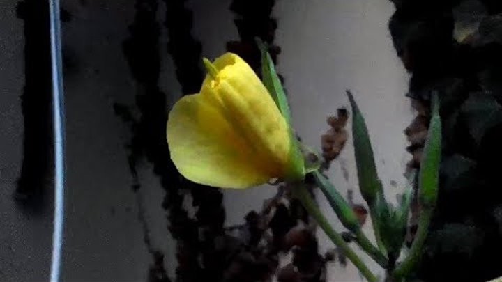 Цветы которые не распускаются. Цветы которые не распускаются. Цветы которые распускаются ночью жёлтые. Цветочек распускается. Гиф цветы распускаются.