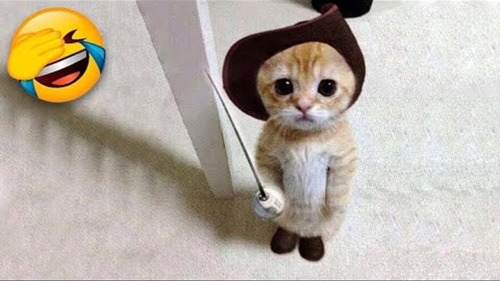 Смешные котики видео мем