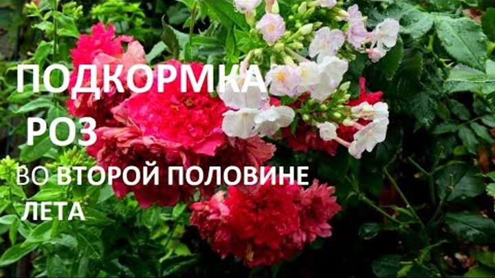 Подкормка роз. Вторая волна цветения роз чем подкормить. Чем удобрять розы для буйного цветения в конце июля. Вторая волна цветения роз чем подкормить. Подкормка роз.