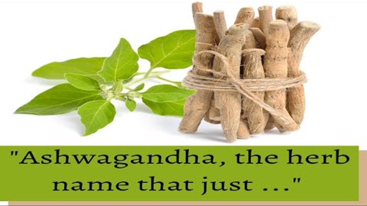 ashwagandha plant and its uses | Rennet | Withania somnifera