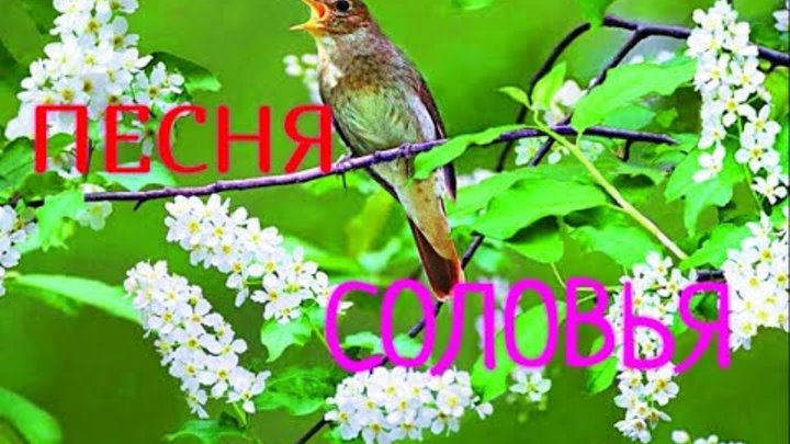 Полное стихотворение песня соловья. Рисунок к стихотворению соловьи. Полное стихотворение песня соловья. Соловей для детей. Полное стихотворение песня соловья.