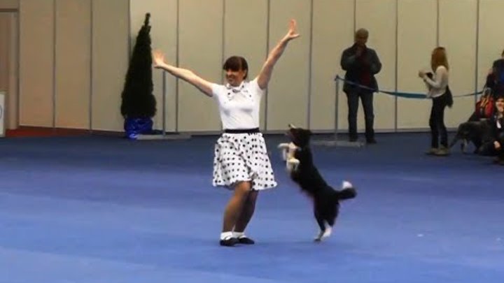 Танец собак игры будущего. Фристайл спорт с собакой. Кинологический фристайл. Собаки в цирке. Фристайл с собакой.