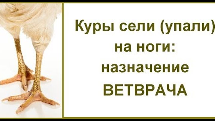 курочка высиживает яйца. курица высиживает цыплят. заболевание ног у курей. желточный перитонит птиц. почему куры плохо несутся.