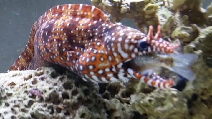 Japanese Dragon Moray Eel Attacks