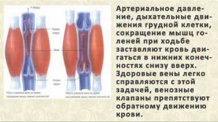 Где находятся венозные клапаны