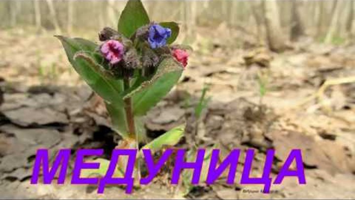 26 Апреля Медуница