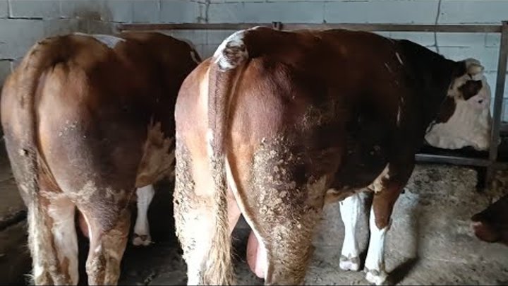 Откорм герефордов бычков. Выгодно держать бычка. Выгодно держать бычка. Выгодно держать бычка. Выгодно держать бычка.