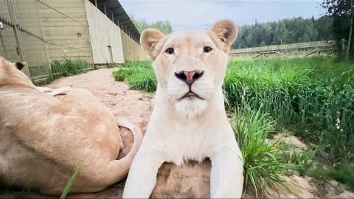 Земля прайда парк подмосковье. Земля прайда парк подмосковье. Земля прайда как добраться. Земля прайда парк. Земля прайда как добраться.
