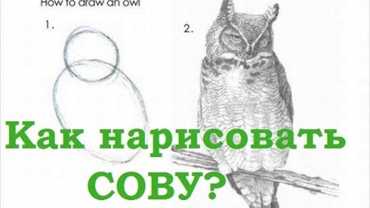 Как нарисовать сову мем