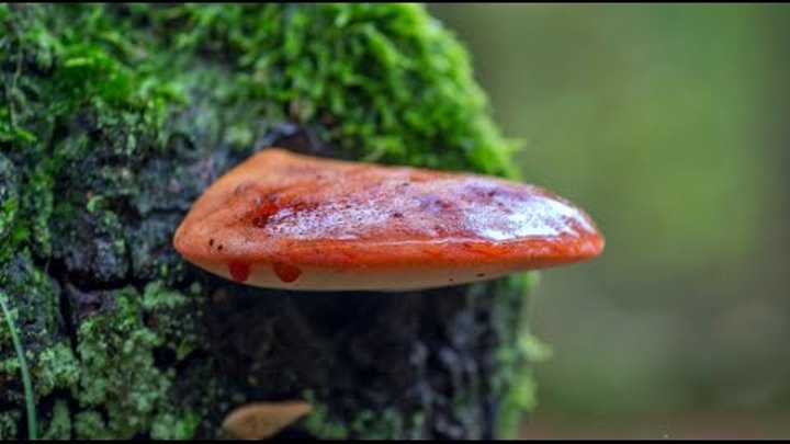 ПЕЧЁНОЧНИЦА. Съедобный гриб. (Fistulina hepatica)