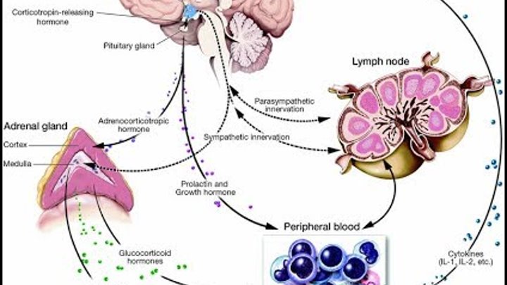 Cetosis nutricional y equilibrio hormonal