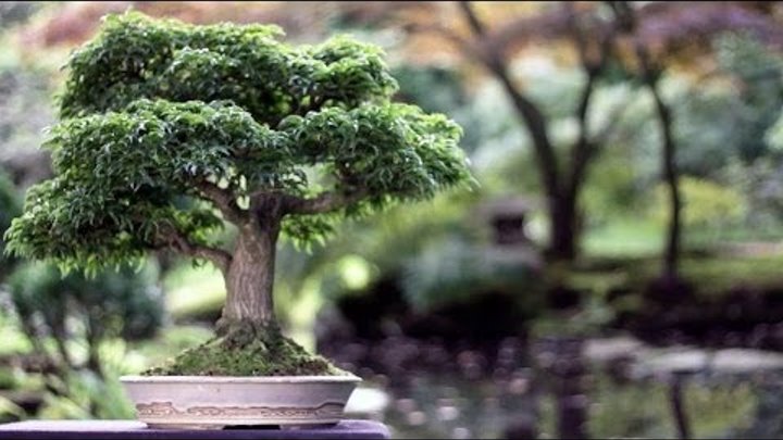 Bonsai trees 2. Bonsai trees 2. 2. 12. Дуб красный бонсай.