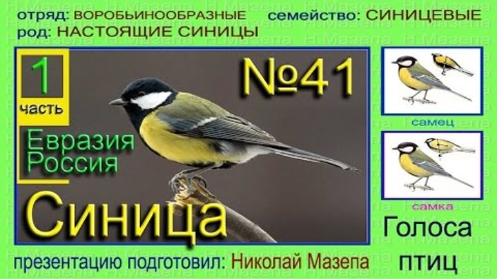 голос синицы. как подает голос синица. острохохлая синица. голос синицы. как син ца подает голос.