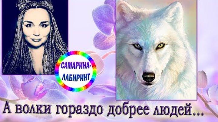 Песня а волки гораздо добрее людей. Песня а волки гораздо добрее людей. А волки гораздо добрее людей песня. Черное белое. Ему сегодня позвонила мама сынок.