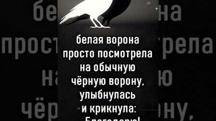 Крылатое выражение белая ворона. Белая ворона высказывания. Ворон альбинос. Белая ворона высказывания. Белый.