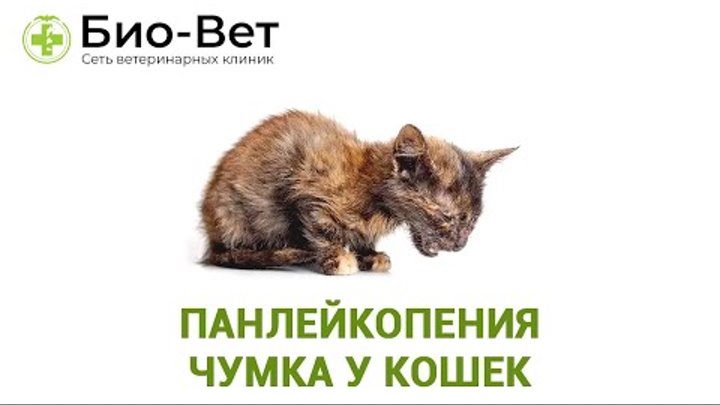Как выглядит чумка у кошек