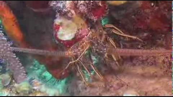 МОРЯ, ОКЕАНЫ, Подводный мир.